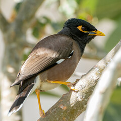 common myna