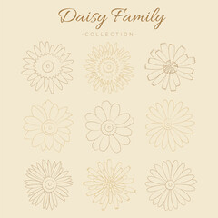 Daisy family floral hand draw illustration vector collection