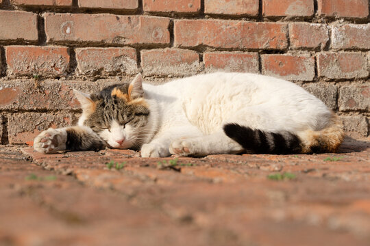 The cat in the corner red brick wall