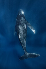 Humpback whale - obrazy, fototapety, plakaty