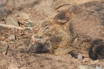 Wild boar - Sus scrofa - in the forest and by the in its natural habitat. Photo of wild nature.