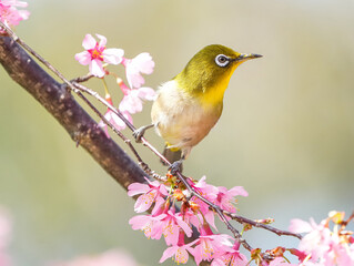 オカメ桜にメジロ