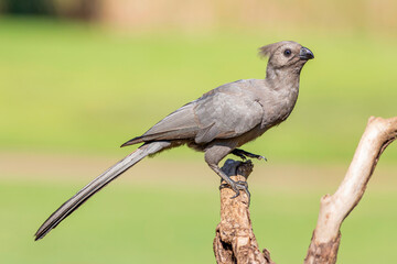 Grey go-away-bird