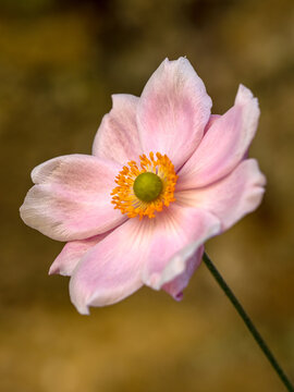 Closeup of Pink flower of Japanese anemone (Anemone × hybrida) against a diffused background