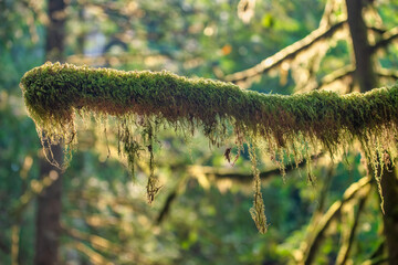 Tree branches of British Columbia forest near Capilano Bridge.