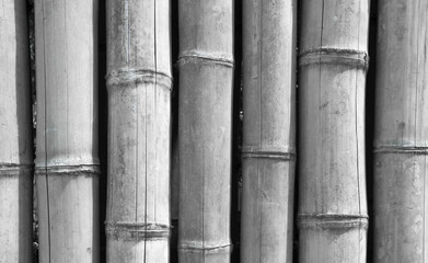 Gray bamboo texture, bamboo wall seamless background.