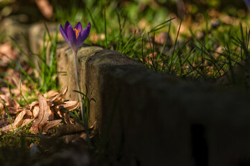Krokus im Frühling