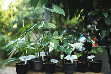 plant and flower in garden zone at coffee cafe, outdoor decoration with botanical plant and small tree design for summer about nature relaxation