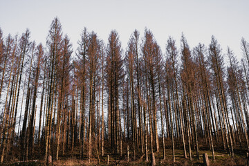 Waldsterben: Fichten sterben wegen Klimawandel und Borkenk&auml;fer