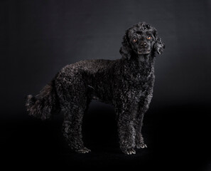 poodle in studio