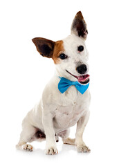 jack russel terrier