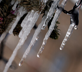 icicles that melt, a sign of spring