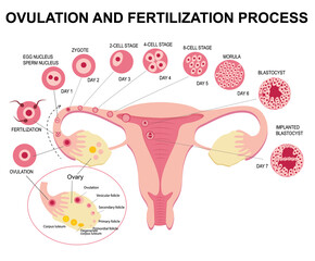 Flat illustration of stages of ovulation and fertilization of female reproductive system on white background. Biology, anatomy, medicine and scientific concept. Realistic illustration - obrazy, fototapety, plakaty