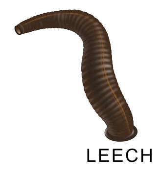 Leeches are segmented parasitic or predatory worms that comprise the subclass Hirudinea within the phylum Annelida
