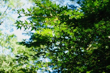 Fototapeta na wymiar 夏の日差しに透ける木の葉