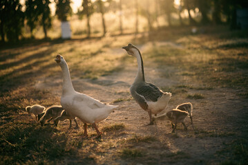 animal farm concept, flock of goose living in nature field of bird farming outdoor, white duck and flock of geese in agricultural concept