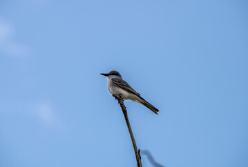 gray bird on the branches of a tropical tree against the blue sky in the Dominican Republic 