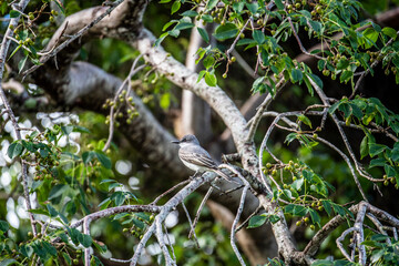 gray bird on the branches of a tropical tree against the blue sky in the Dominican Republic 