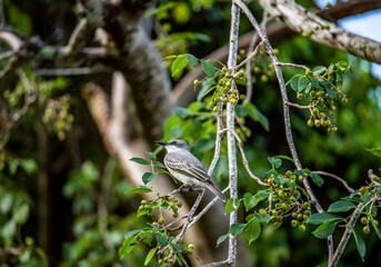 gray bird on the branches of a tropical tree against the blue sky in the Dominican Republic 