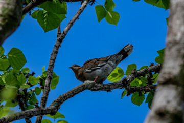 gray bird on the branches of a tropical tree against the blue sky in the Dominican Republic 