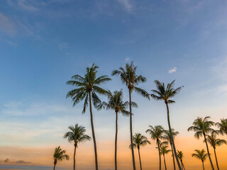 Fototapeta na wymiar Coconut palm trees by the beach in East Coast Park