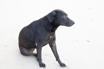 Lazy Black dog on Summer Holidays