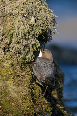 White-throated dipper cinclus cinclus next to nest entrance on rock in fast flowing river on sunny...