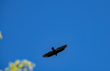 a dark brown eagle soars against the blue sky in the Dominican Republic 
