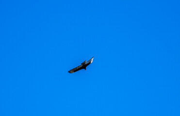 a dark brown eagle soars against the blue sky in the Dominican Republic 