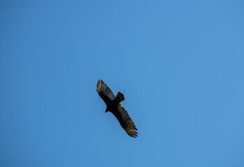 a dark brown eagle soars against the blue sky in the Dominican Republic 