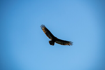a dark brown eagle soars against the blue sky in the Dominican Republic 