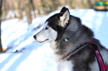 Portrait of young siberian husky looking away
