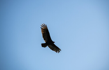 a dark brown eagle soars against the blue sky in the Dominican Republic 