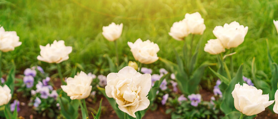 Obraz na płótnie Canvas Beautiful white tulips flowerbed close-up. Floral background. Summer garden landscape design. Natural sprint background. Flower bed on a green lawn