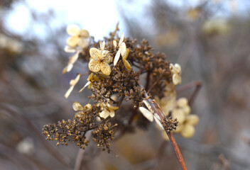 Dried Hydrangea paniculata branch on brown background