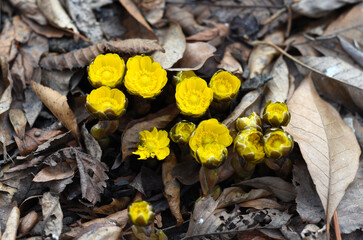 Adonis amurensis commonly known as Amur adonis and pheasant's eye