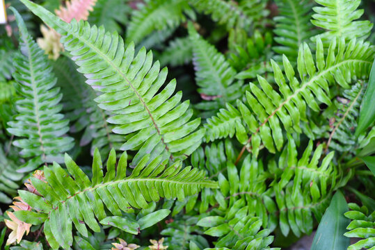 Blechnum western or hard fern plant close up