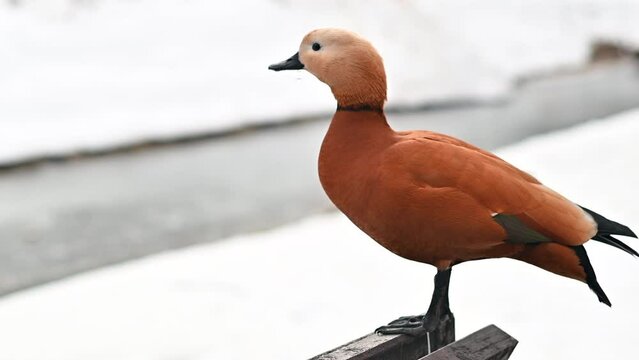 Ruddy shelduck bird sitting on top of wooden bench in park in early spring.