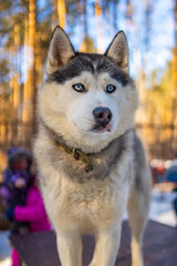 Portrait of gorgeous, cute and happy Siberian Husky dog standing in dog farm near Kemerovo, Siberia, Russia