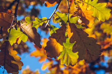 Autumn orange colored leaves, maple foliage against blue sky, selective focus, blurred bokeh background. Vibrant stock photography
