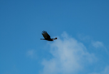 a dark brown eagle soars against the blue sky in the Dominican Republic 