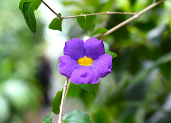 Flower of Thunbergia erecta or bush clockvine, potato bush