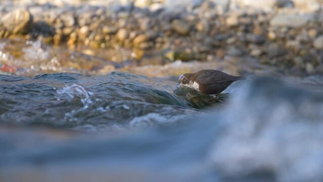 Slow motion of white-throated dipper cinclus cinclus in river dipping head in water and then diving with a jump into river