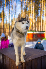 Portrait of gorgeous, cute and happy Siberian Husky dog standing in dog farm near Kemerovo, Siberia, Russia