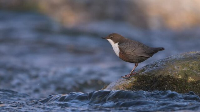 Slow motion of white-throated dipper cinclus cinclus standing on rock in fast flowing river then flying away