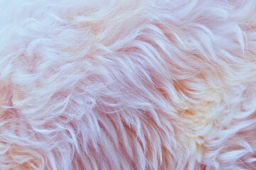Fototapeta premium Abstract white pink fur texture background close-up