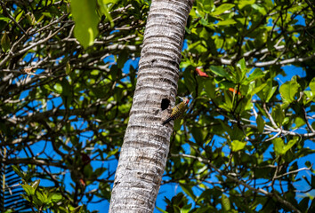 Fototapeta premium yellow and black tropical woodpecker - Haitian melanerpes on a palm tree near its nest and chick in the Dominican Republic