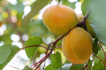 Ripe apricots grow on a branch among green leaves
