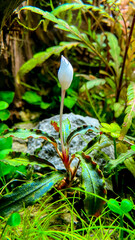 Blooming Bucephalandra plant in the aquarium