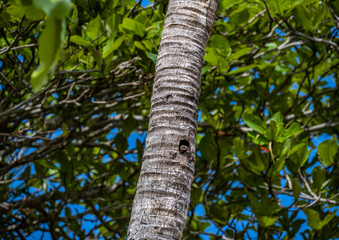 Fototapeta premium yellow and black tropical woodpecker - Haitian melanerpes on a palm tree near its nest and chick in the Dominican Republic